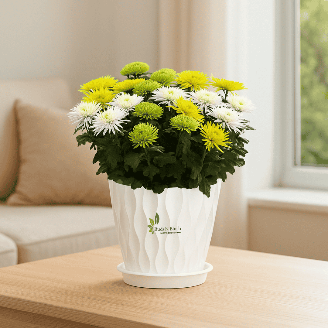 Chrysanthemum Set of Five