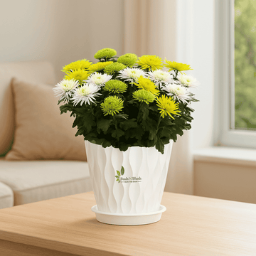 chrysanthemum indoor plant benefits Chrysanthemum Set of Five