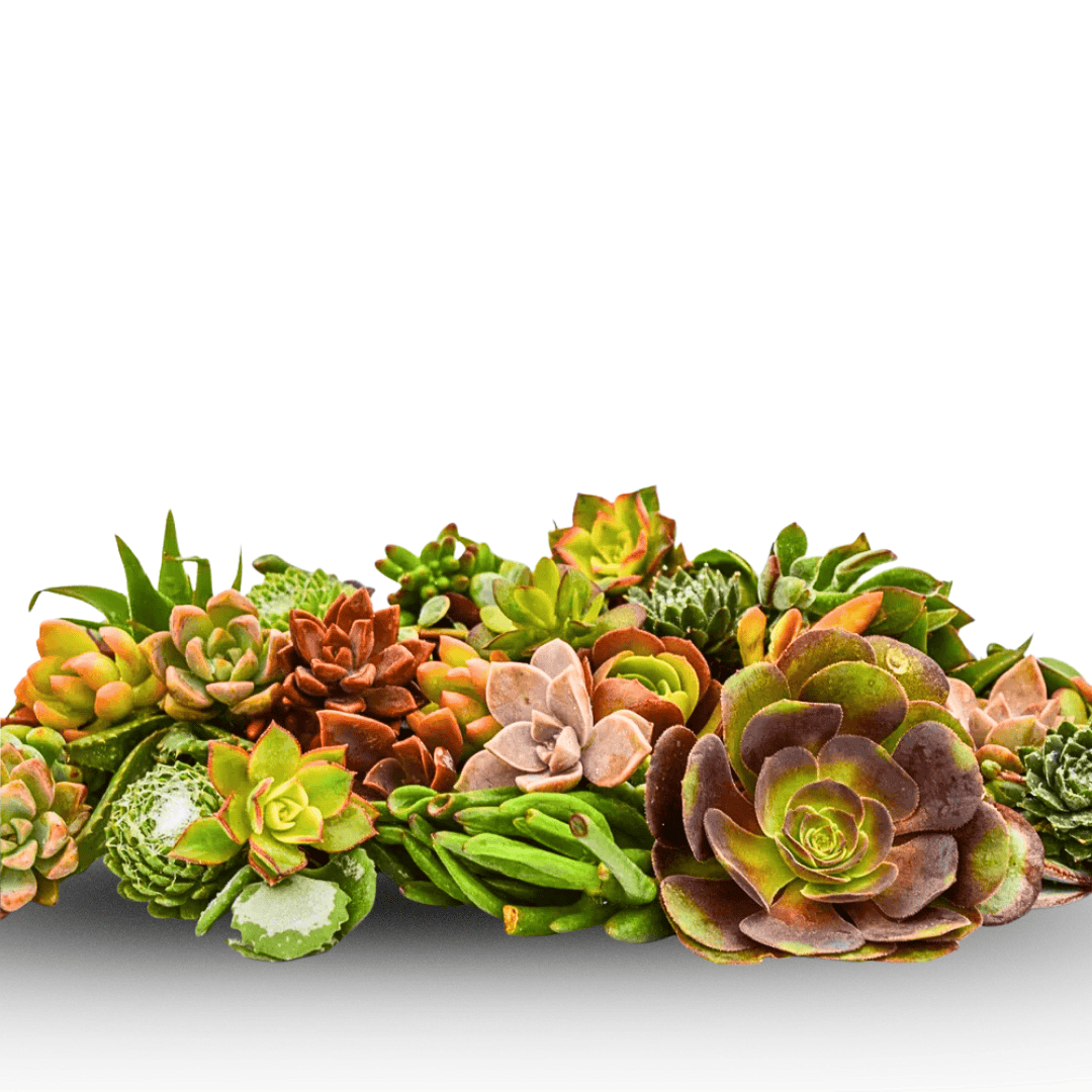 planting bare root succulents Bare Root Succulent Starter Pack