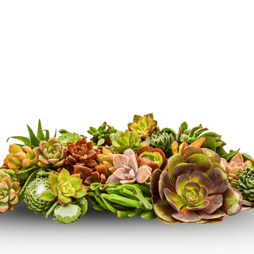 bare rooted succulents Bare Root Succulent Starter Pack