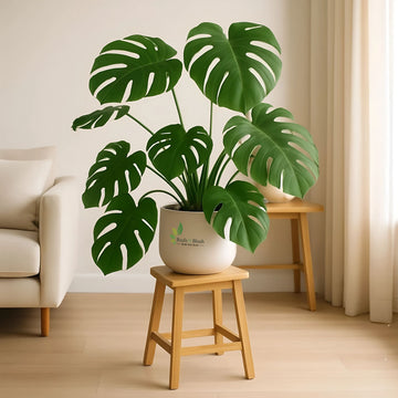 Monstera Deliciosa
