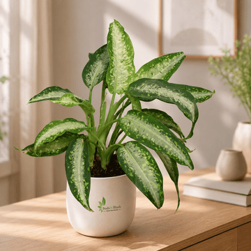 Creamy Dieffenbachia Delilah