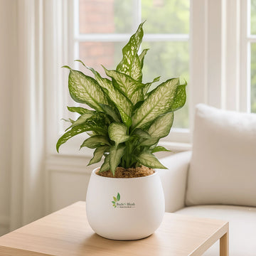 Dieffenbachia Silver Cloud Small