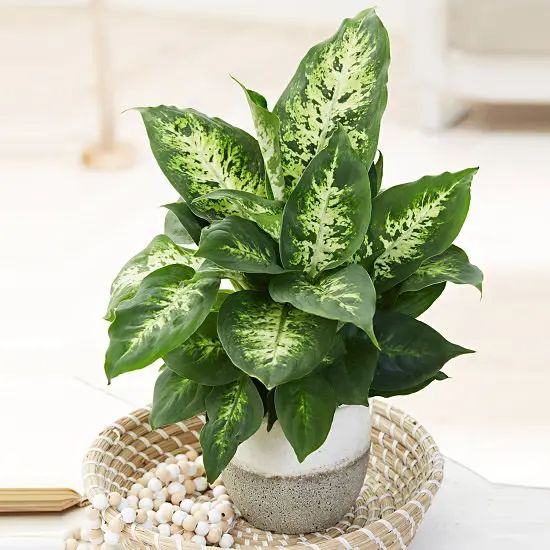 Dieffenbachia Compacta Indoor Plants