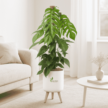 dragon tail plant vs monstera plant Dragon Tail Monstera Plants