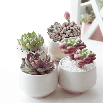 Rosette Echeveria Pack
