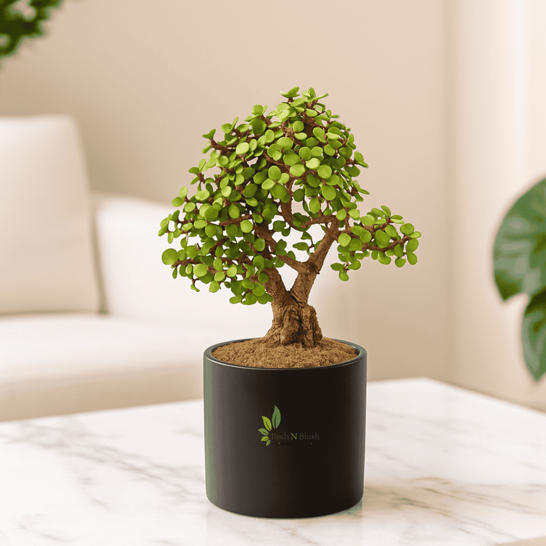 Jade Bonsai  In Ceramic Pot