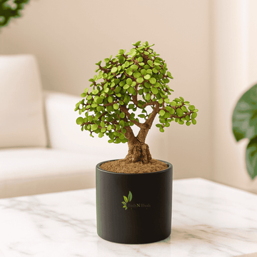 Jade Bonsai  In Ceramic Pot