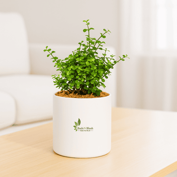 Elephant Bush Plant