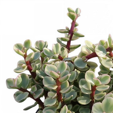 Elephant Bush Plant Variegated
