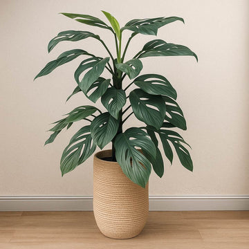 Dragon Tail Monstera