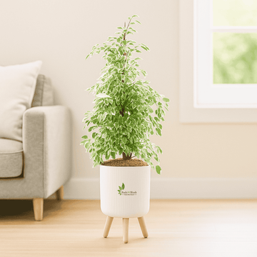 Ficus Starlight Plant