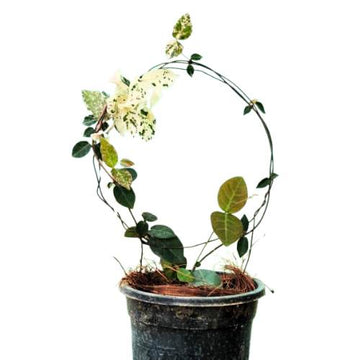Variegated Ficus Pumila With Moon Trellis / Indoor Plants