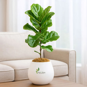 Fiddle Leaf Ficus Bambino