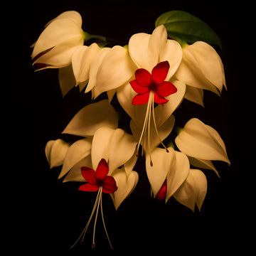 Bleeding Heart Vine
