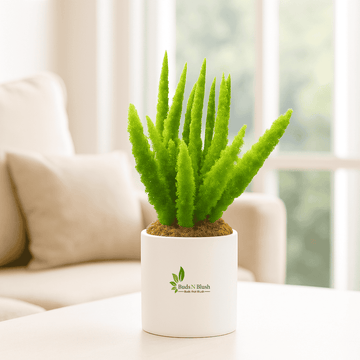 Foxtail Asparagus