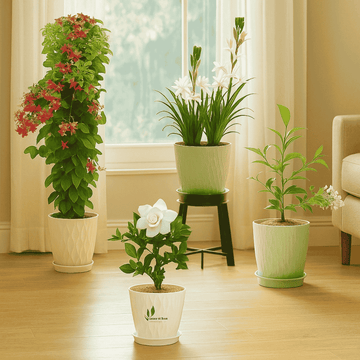 FragraFour - Combo of 4 Aroma Plant