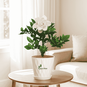 Gandhraj Flower Plant