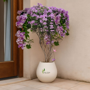 Garlic Vine