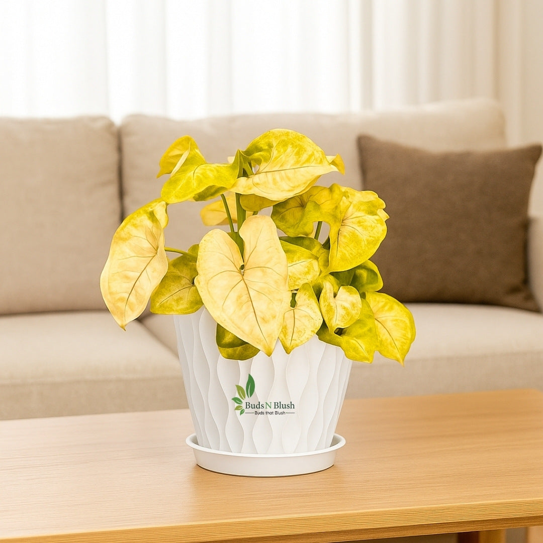 Syngonium Gold Allusion