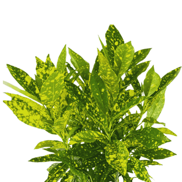 Croton Gold Dust