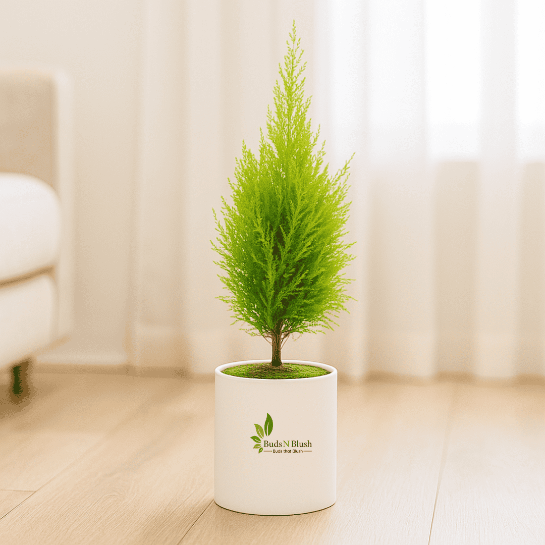 Golden Cypress Christmas Tree