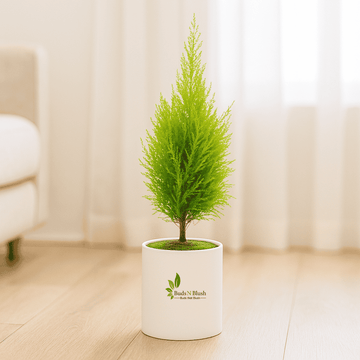 Golden Cypress Christmas Tree