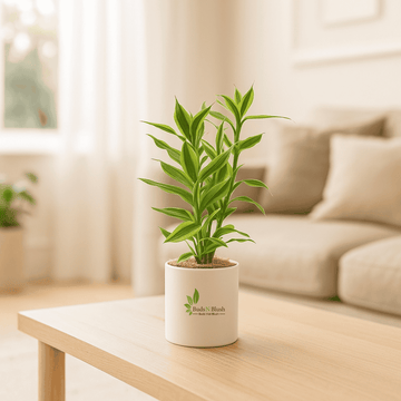 Lucky Bamboo Golden