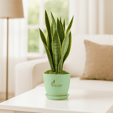 sansevieria spun bamboo Sansevieria Robusta Superba
