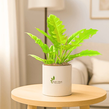 Philodendron Ring of Fire Green