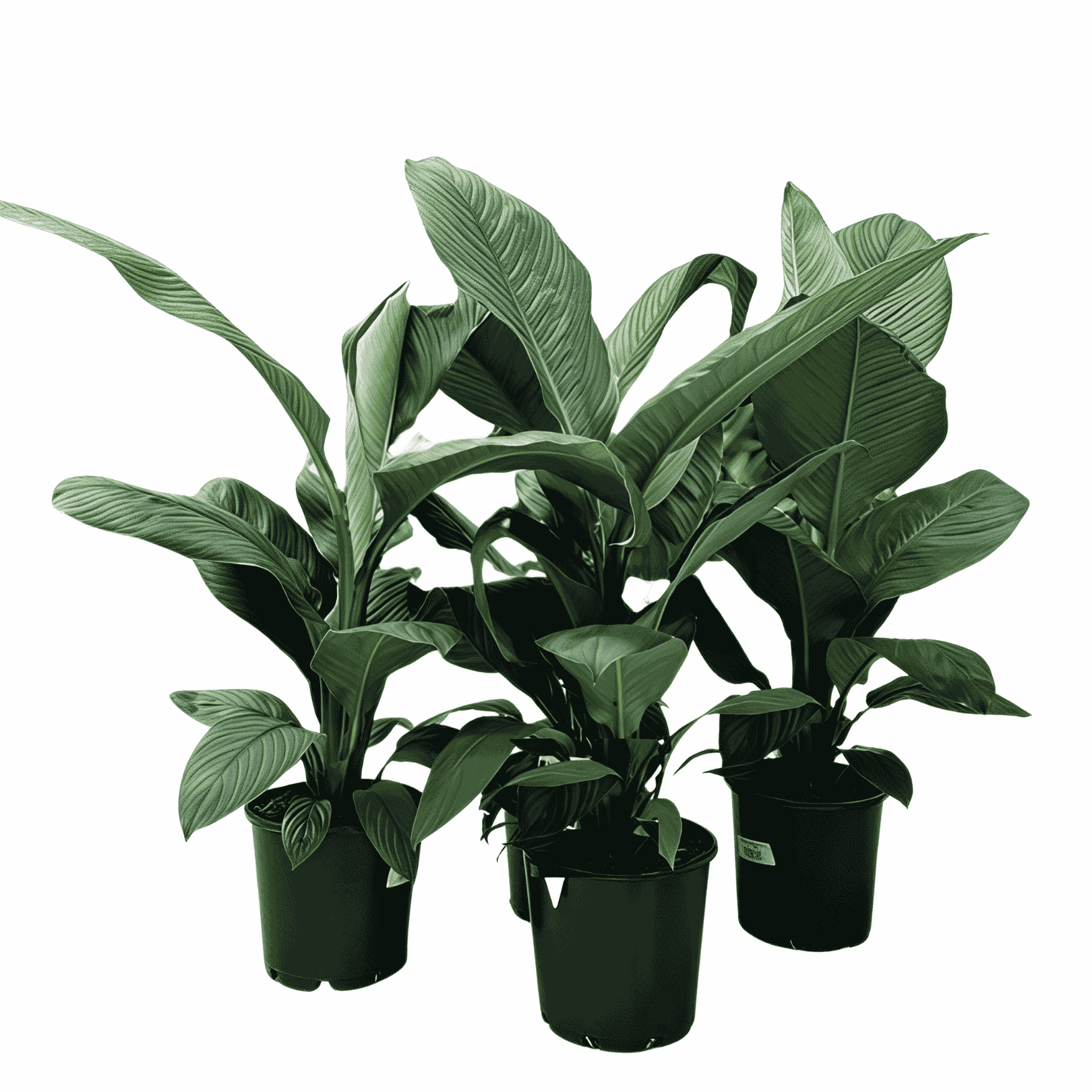 Broad leaved Peace Lily