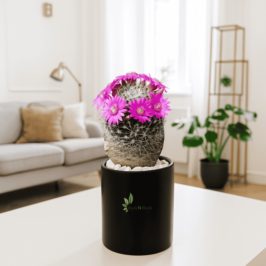 Mammillaria Hahniana