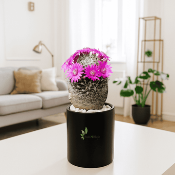 Mammillaria Hahniana