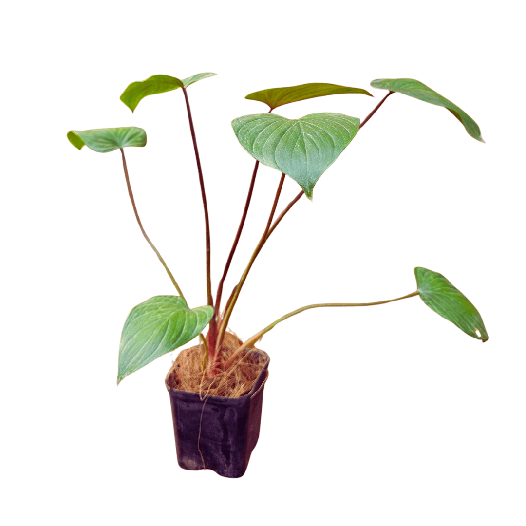 Homalomena Maggie