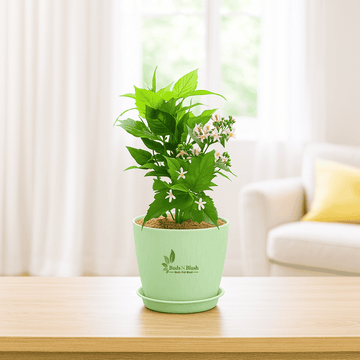 Harsingar Plant