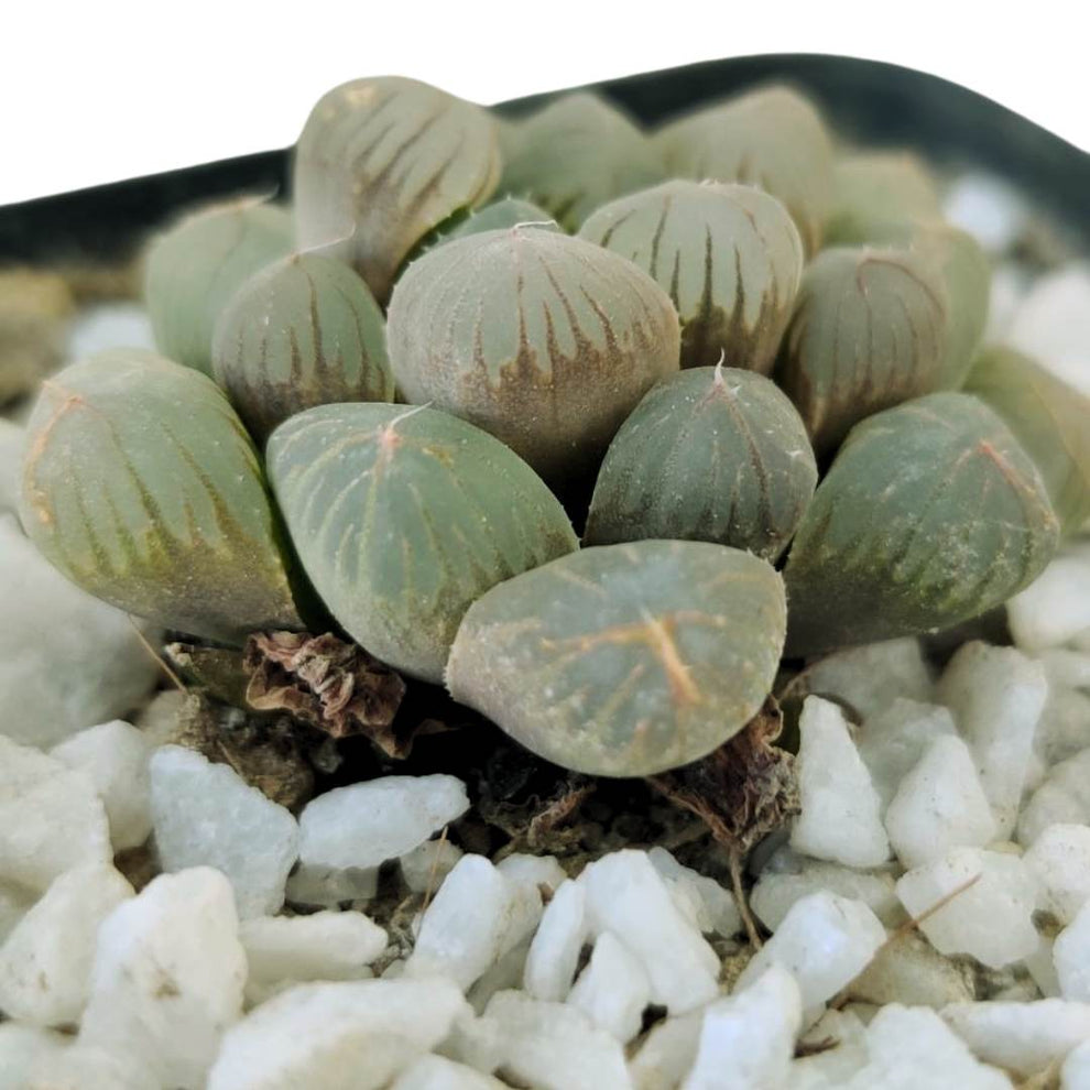 Mirror Ball Haworthia, Rare Easy Succulent