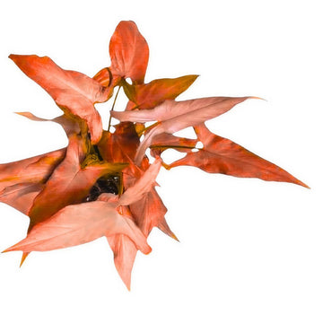 Syngonium Infra Red