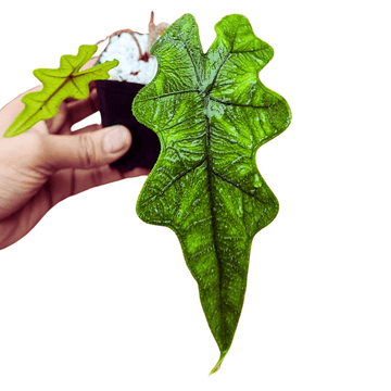 Alocasia Jacklyn
