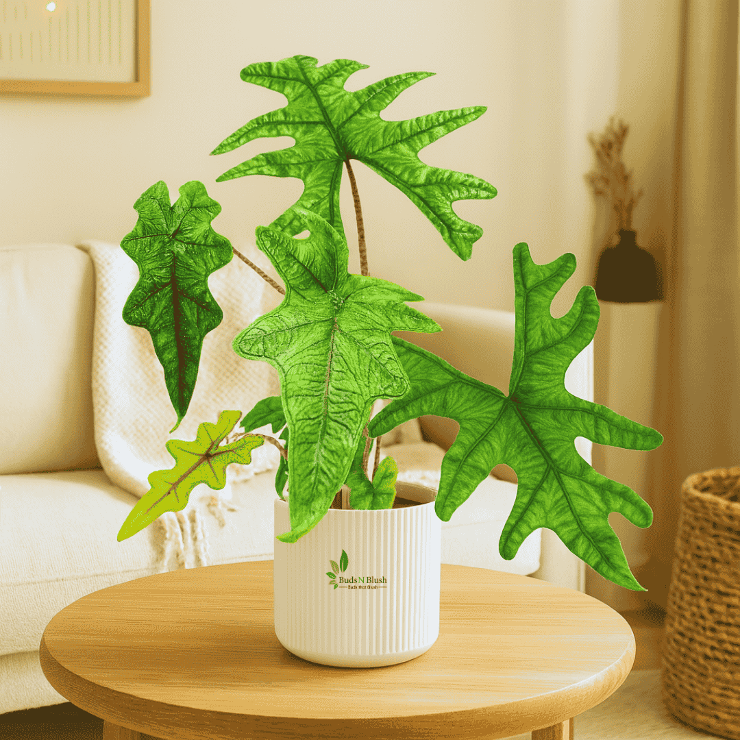 Alocasia Jacklyn