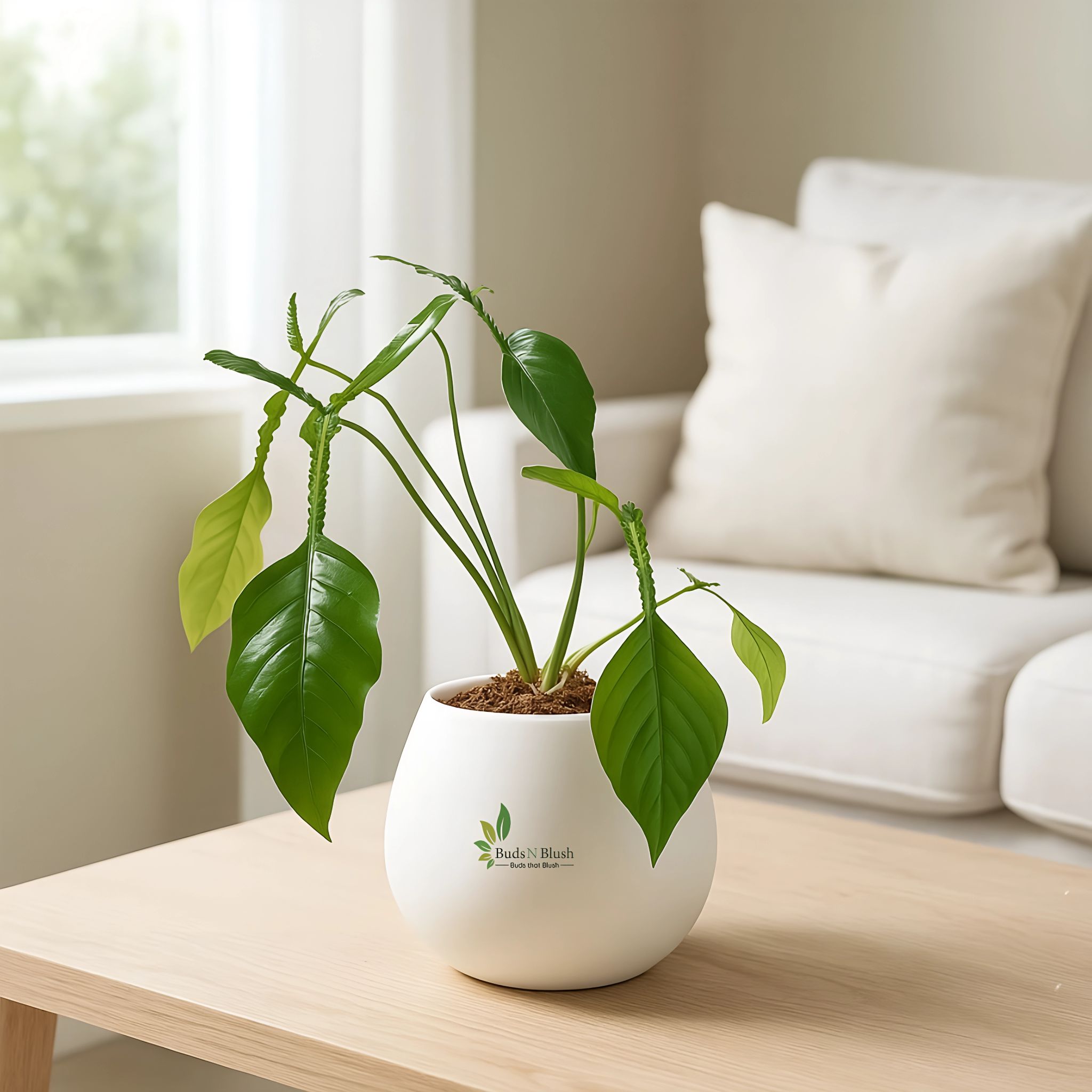 Philodendron Joepii
