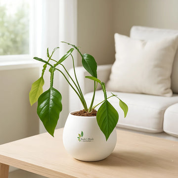 Philodendron Joepii