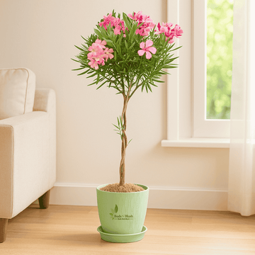Kaner Plant