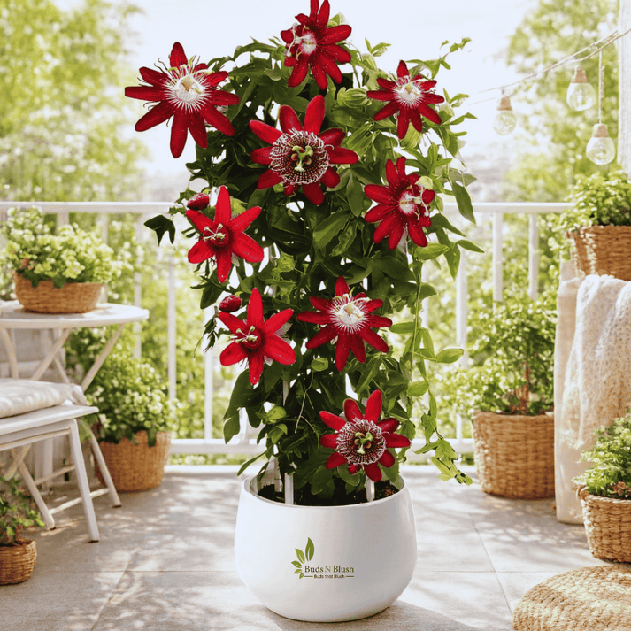 Krishna Kamal Red Vine