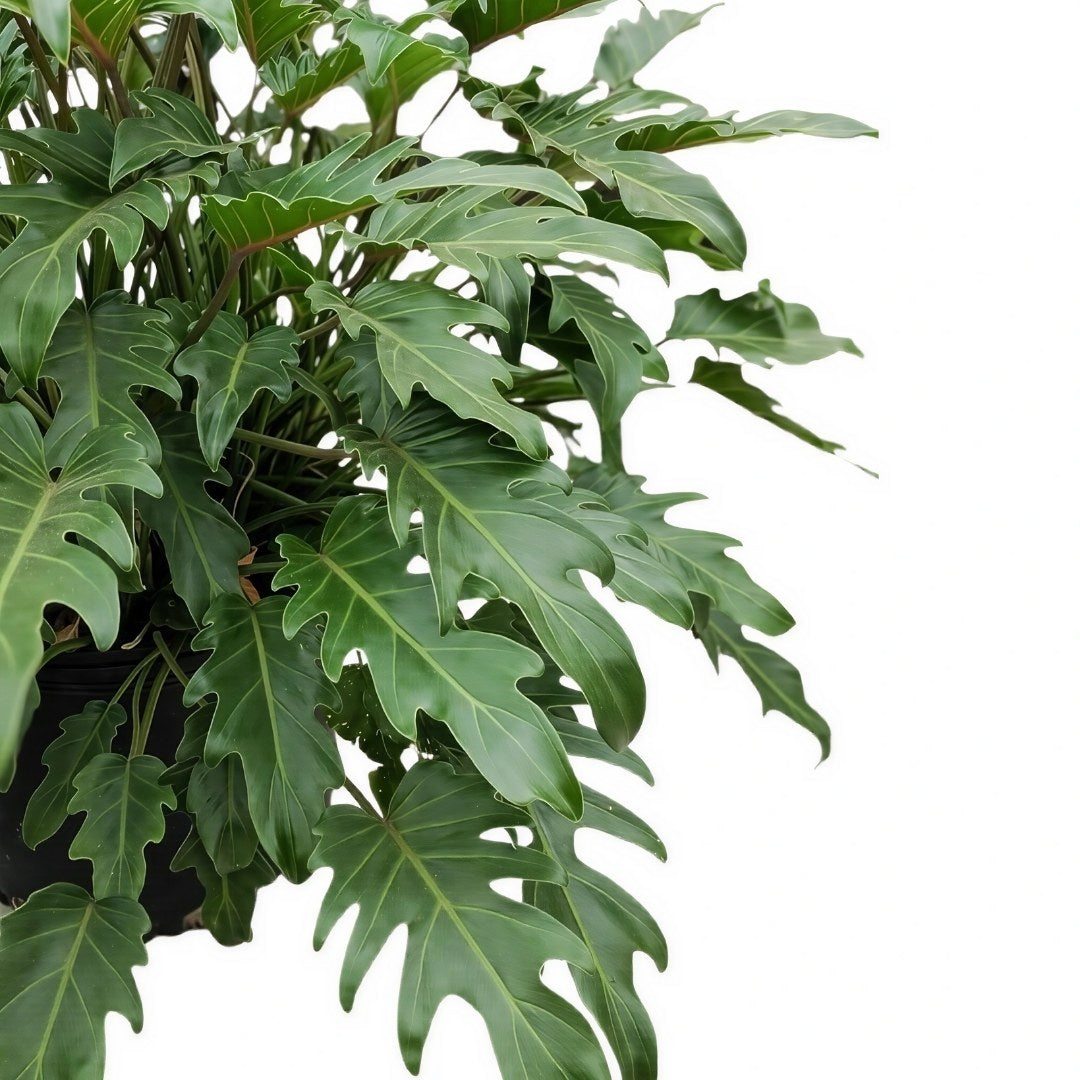 philodendron xanadu leaves curling Philodendron Xanadu