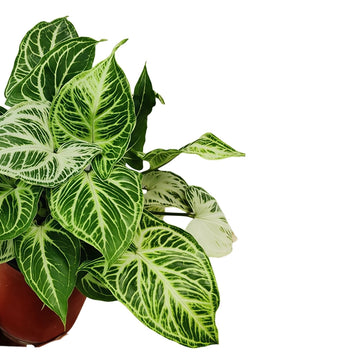 Syngonium Reticulata