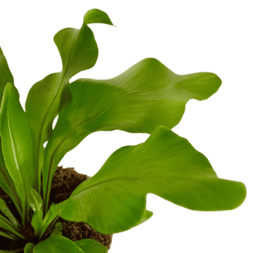 Bird Nest Fern