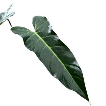 Philodendron Mexicanum