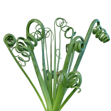 Albuca Spiralis