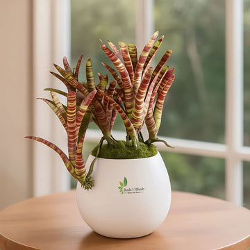 Mini Leopard Bromeliad