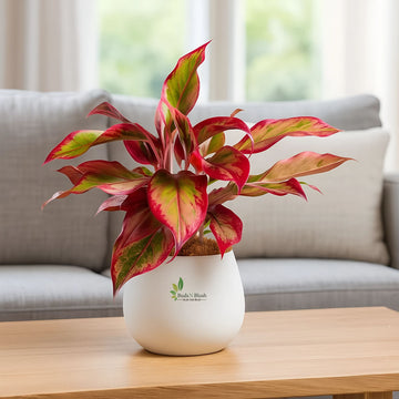 Aglaonema Lipstick Red